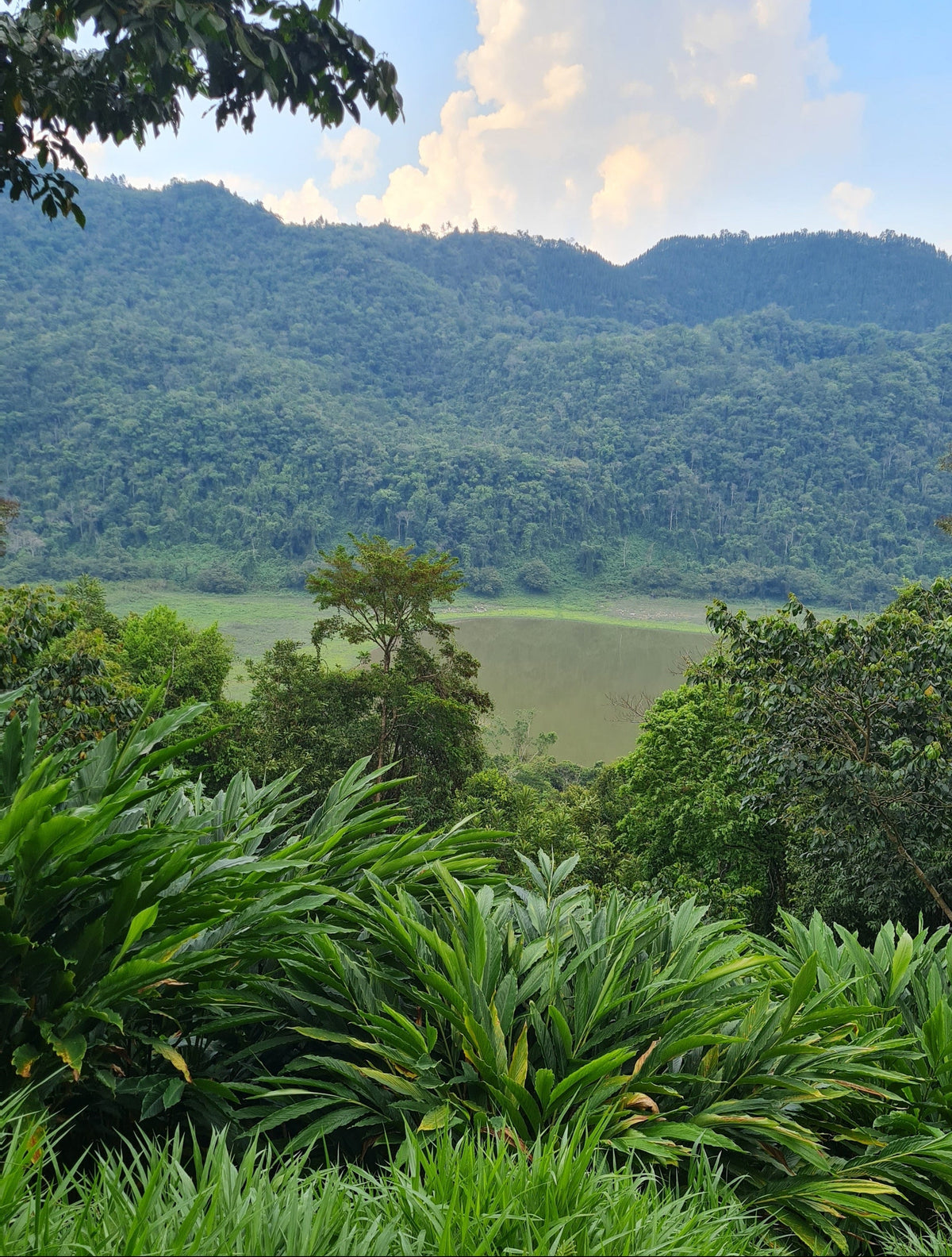 A scenic landscape photograph featuring lush green tropical foliage in the foreground, rolling green hills, and a blue sky with white clouds in the background.