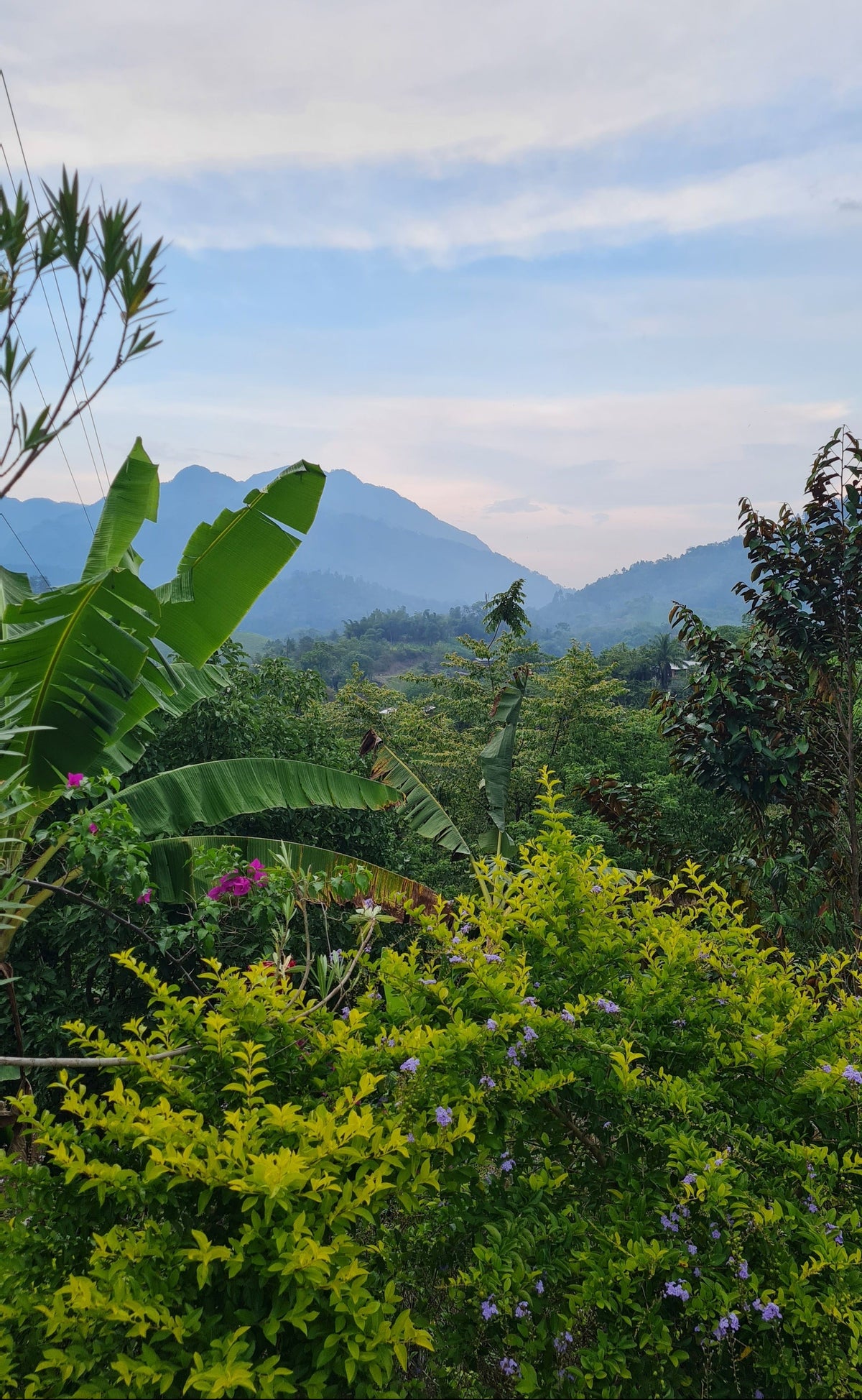 A scenic landscape photograph showing lush green tropical foliage, banana leaves, and small purple flowers in the foreground, with hazy blue mountains and a soft blue sky in the background.