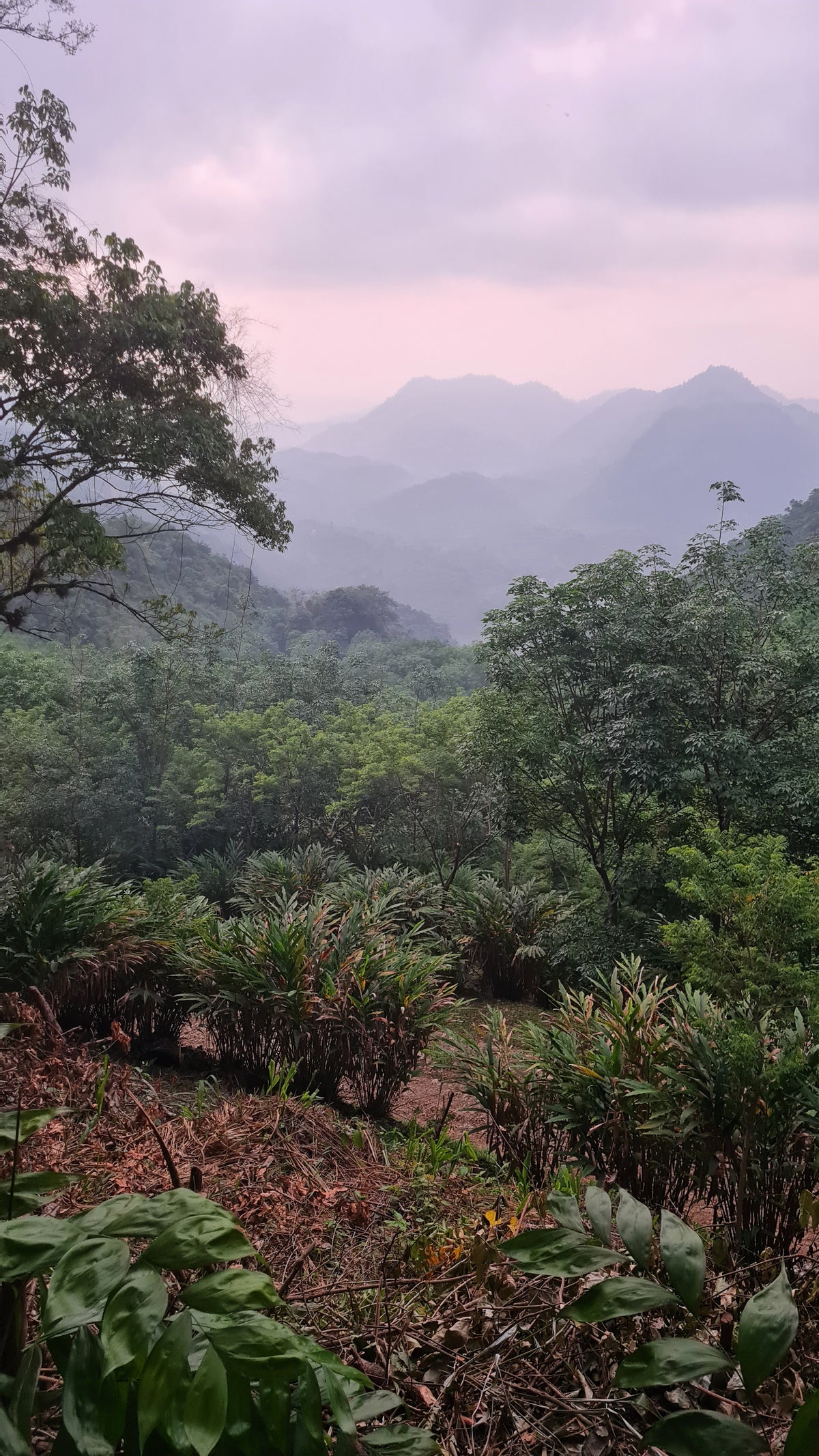 A scenic landscape photograph of misty mountains in the distance, viewed from a lush green forested hillside with tropical plants in the foreground under a soft pinkish-gray sky.