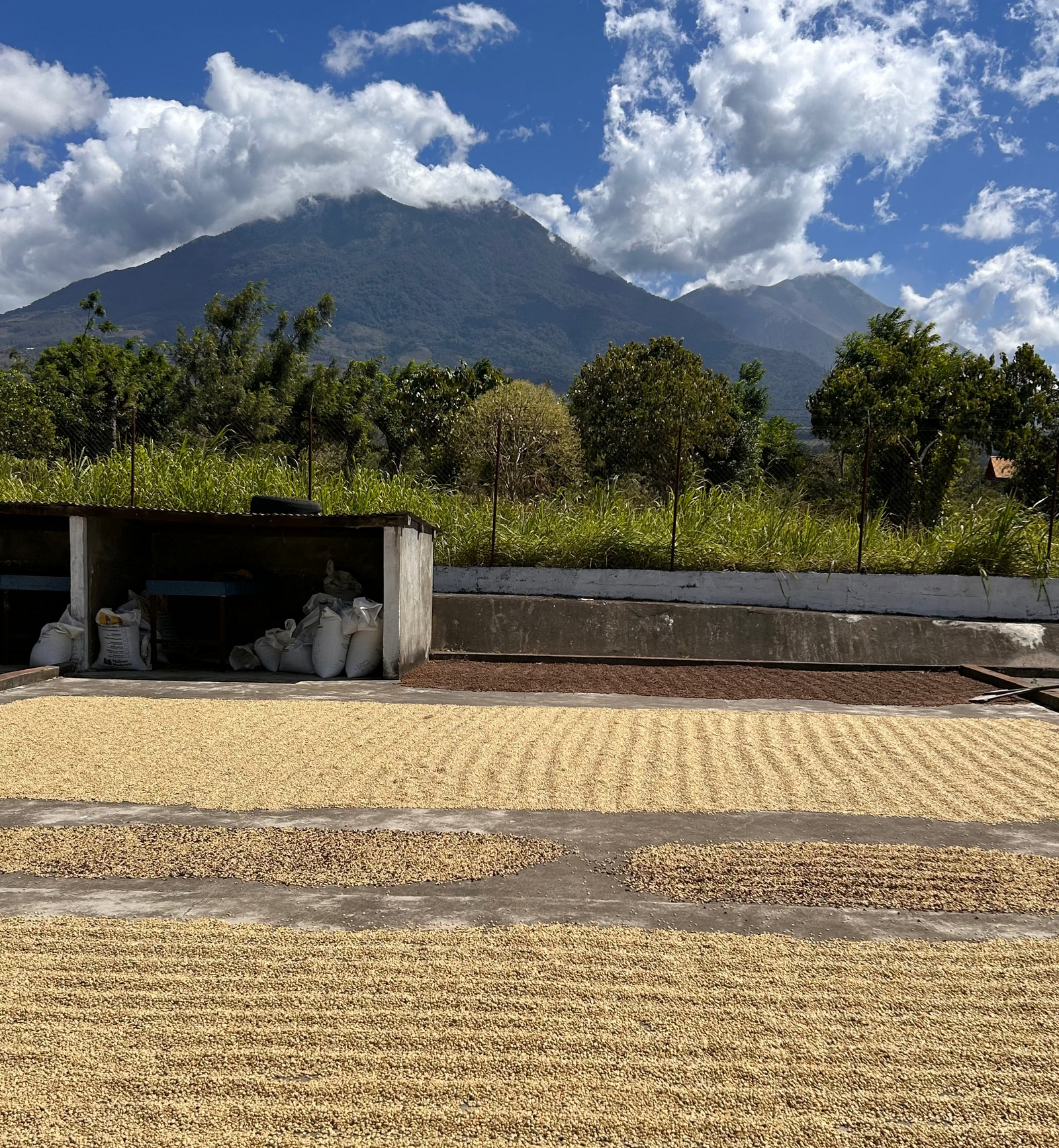 Rows of dried yellow-beige grains or coffee beans spread out in large mats on a concrete surface, with a small covered storage shed, green trees, and a mountain under a blue sky with white clouds in the background.